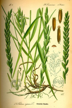 Quecke Wurzel bio